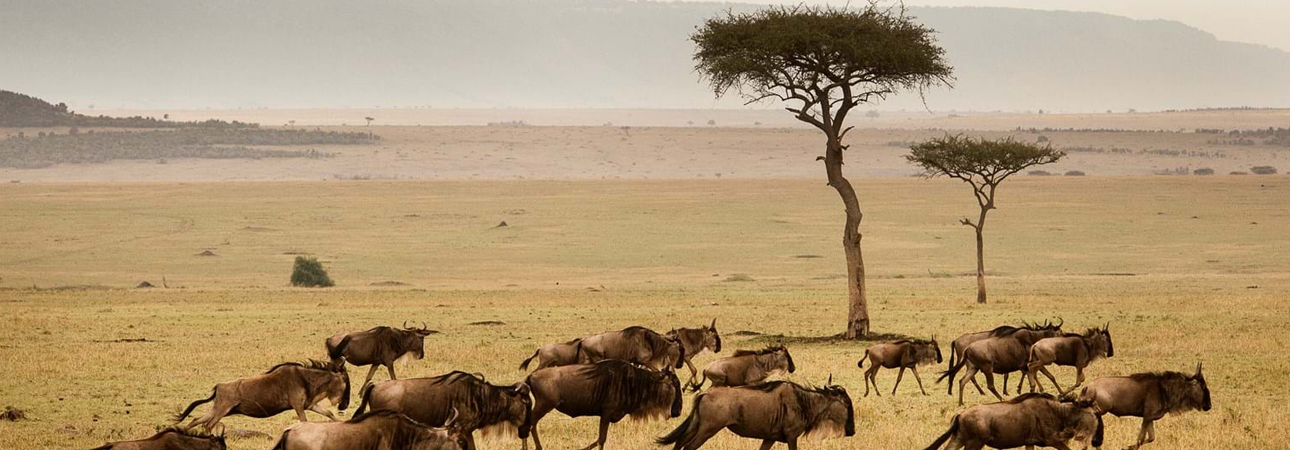 Safari and the Great Migration in Tanzania: A Miracle on Nature’s Stage