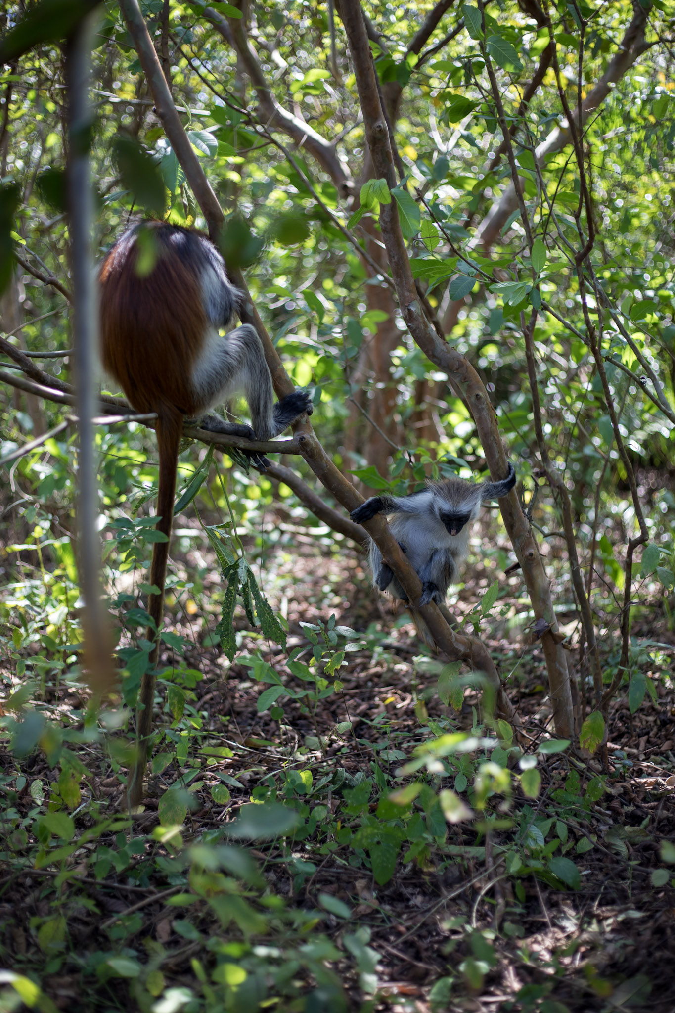Jozani Forest – Home of the Red Colobus Monkeys