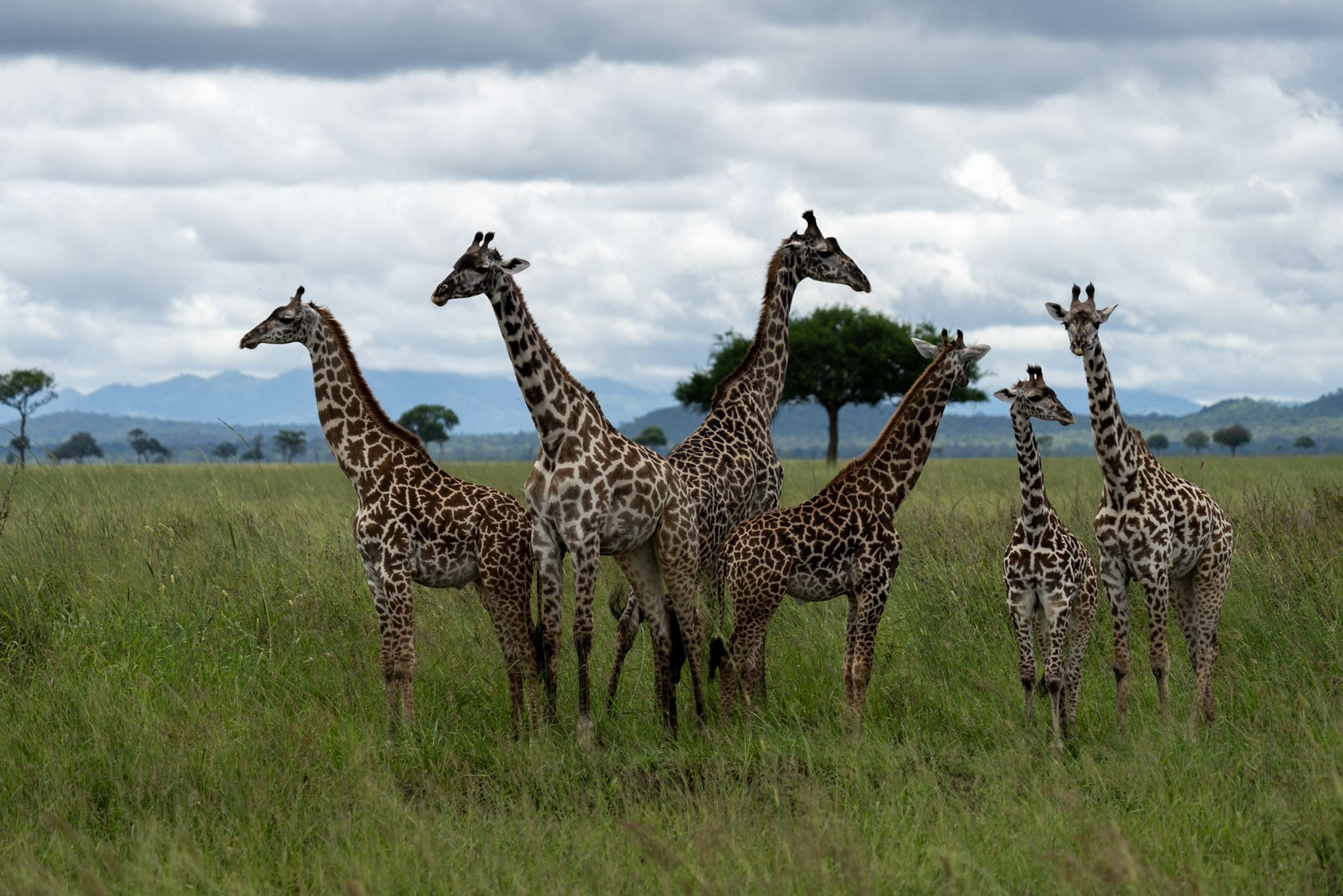 Day Trip Safari on the Tanzanian Mainland