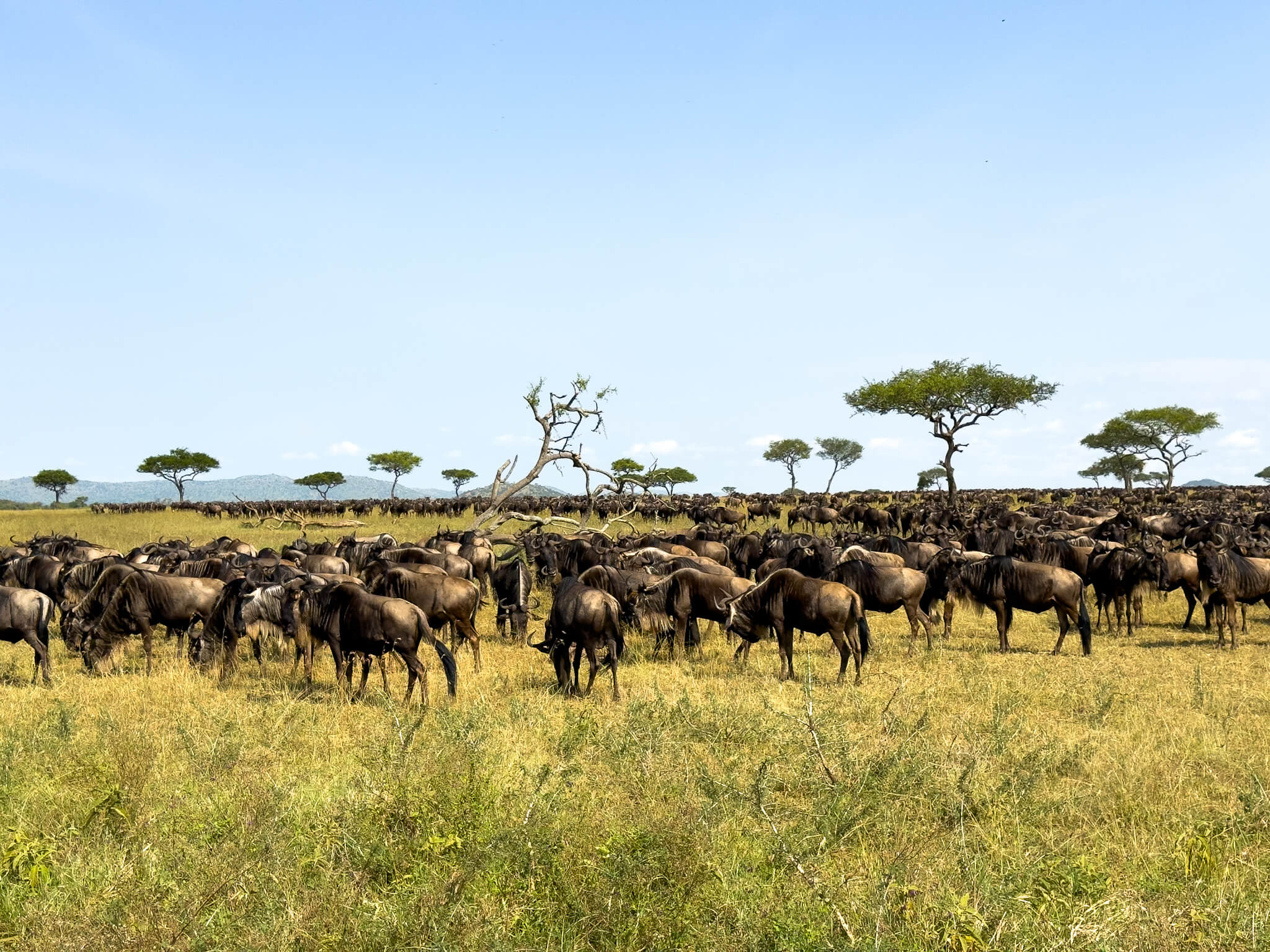 22 February – 1 March  2026 Great Migration Safari: Calving Season